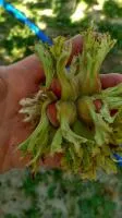 Саженцы Фундук сорт Сочи 1 Corylus maxima L 1 класс