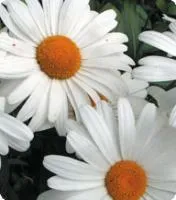 Семена Ромашки Shasta Daisy