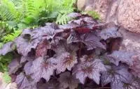 Саженцы гейхеры мелкоцветковой Палас Пурпл / Heuchera Palace Purple, ЗКС, контейнер 0,5-1 л