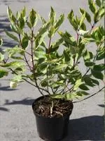 Дерен белый Гоучаулти Cornus alba Gouchaultii, 0,4-0,6 м, С3, 3-4 лет