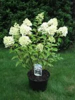 Гортензия метельчатая Hydrangea paniculata Prim White, 0,4-0,6м, с3, 3-4лет