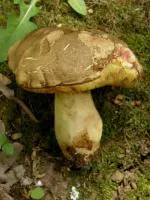 Мицелий Болет укорененный (Boletus appendiculatus)