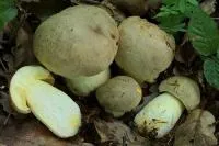 Мицелий Полубелый гриб, Боровик желтый ( Boletus impolius)