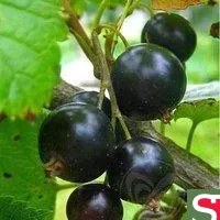 Саженцы черной смородины Голубка