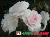 Саженцы розы почвопокровной Swany